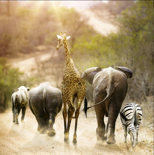 United Animal Kingdom