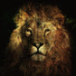 Lion wall art photography plexiglass