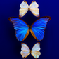 luxury butterfly wall art buy online