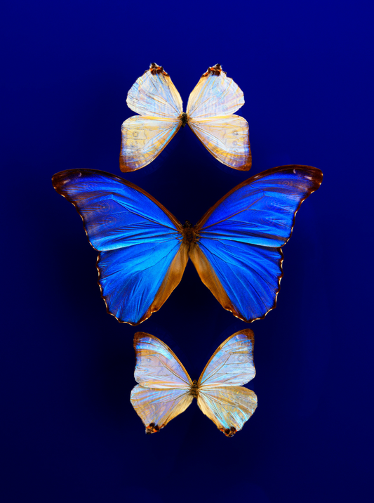 luxury butterfly wall art buy online